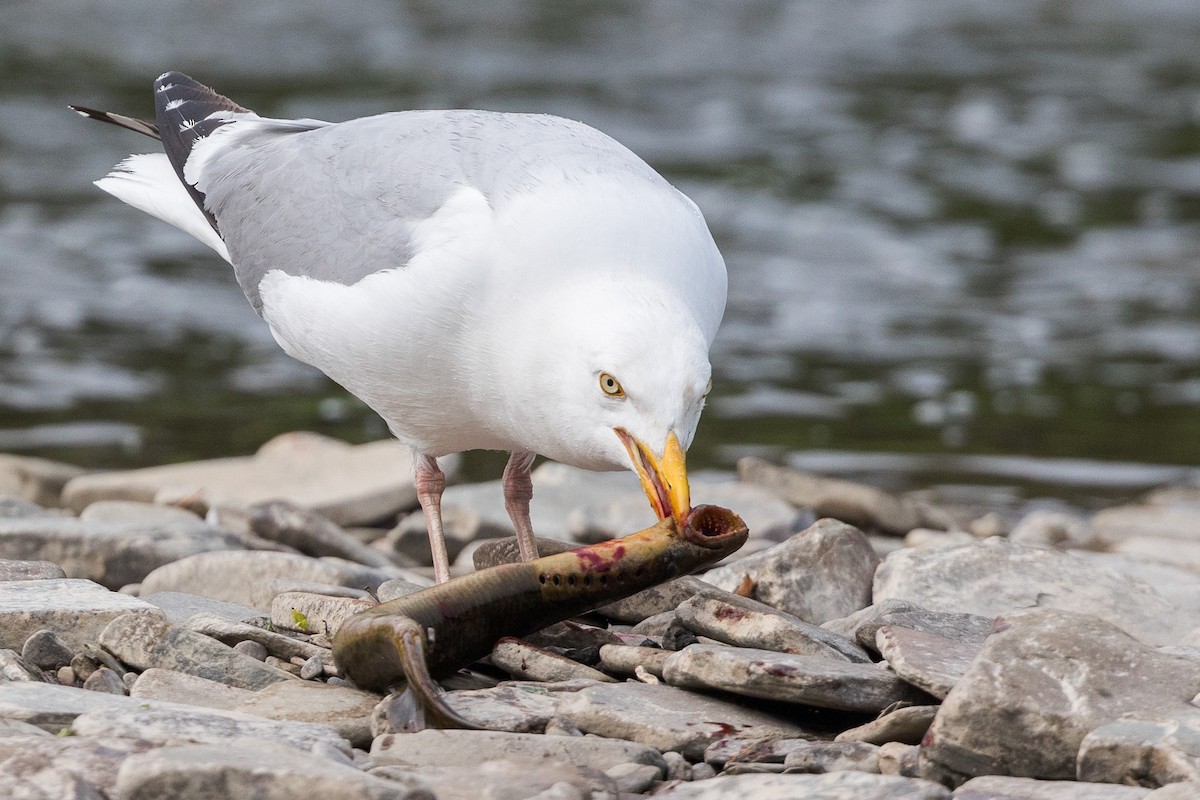 Herring Gull - Cesar Ponce