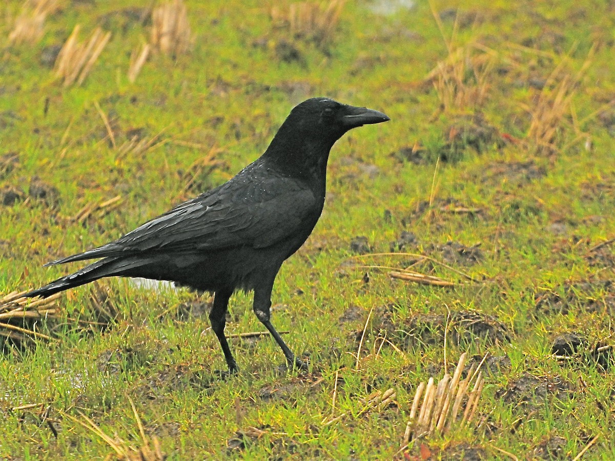 Carrion Crow - ML611777140