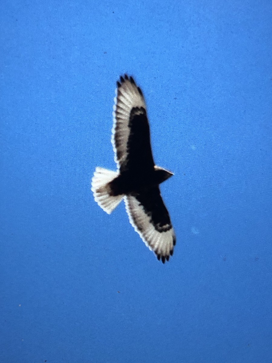 Ferruginous Hawk - ML611777443