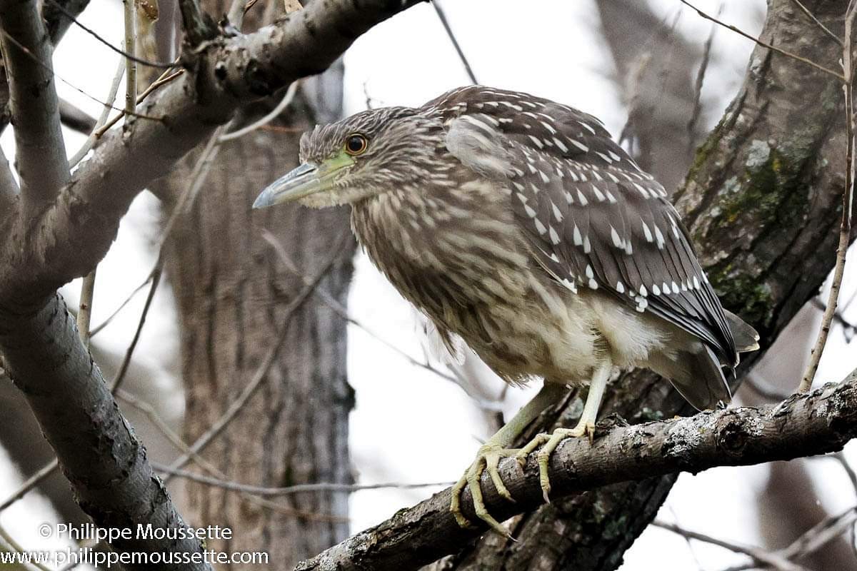 Black-crowned Night Heron - ML611777466