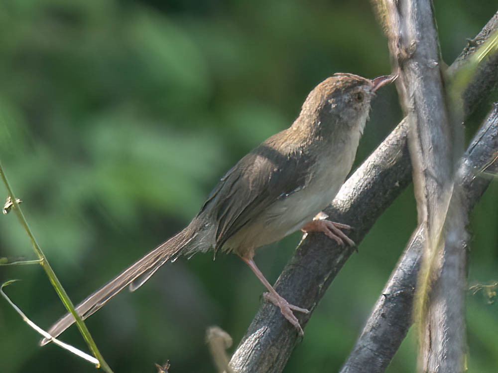 Plain Prinia - ML611777495