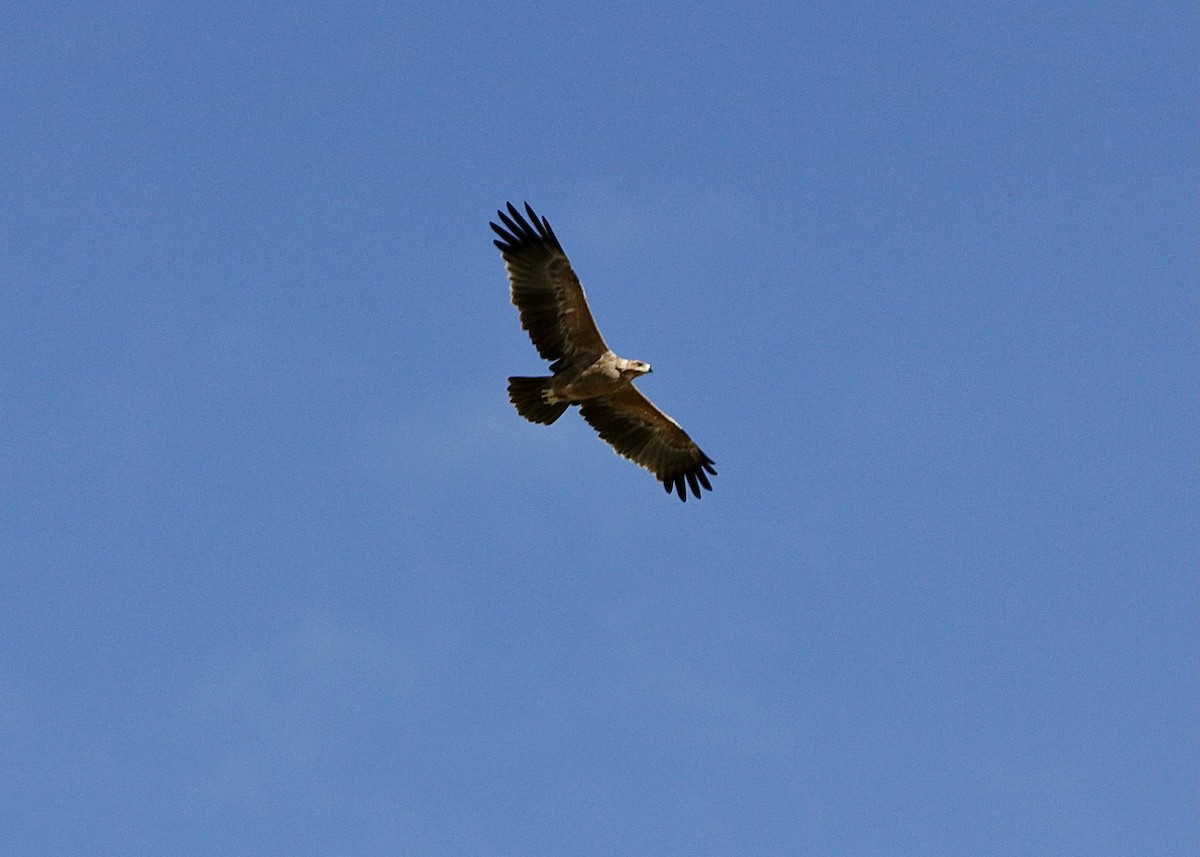 Águila Rapaz - ML611777530