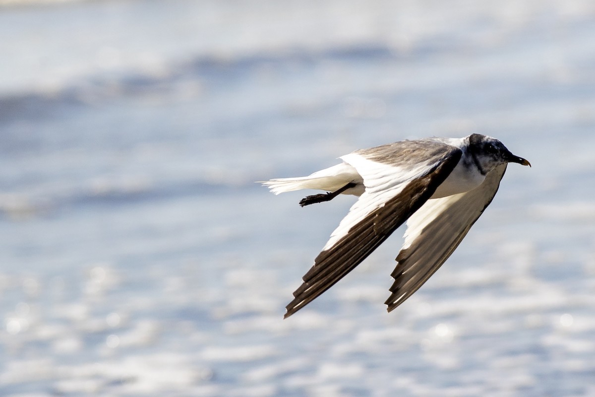 Sabine's Gull - Janine Schutt