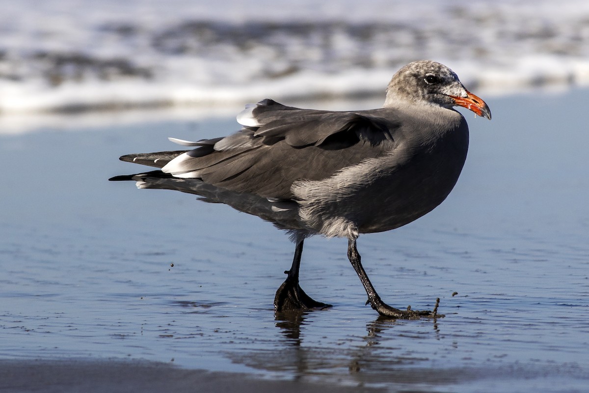 Heermann's Gull - Janine Schutt