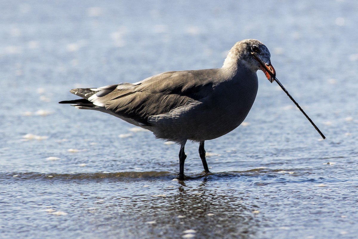 Heermann's Gull - ML611777550