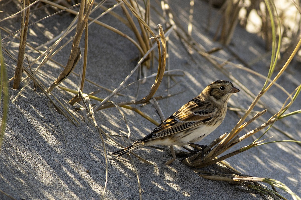 Lapland Longspur - ML611777570