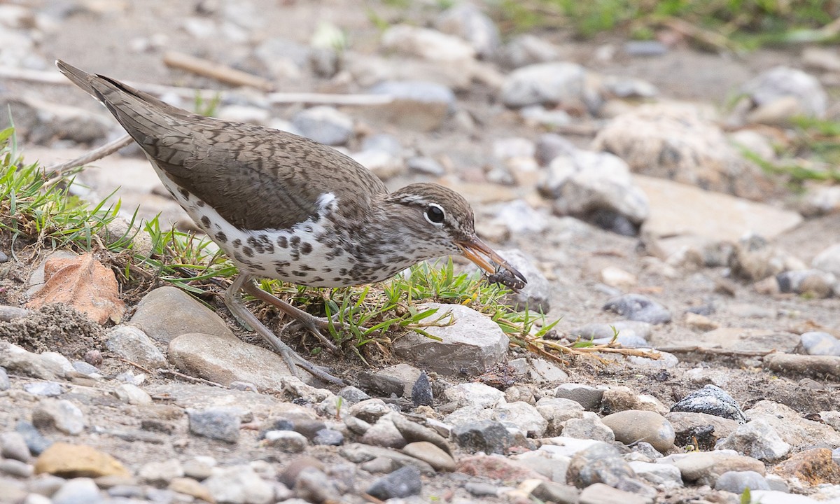 Spotted Sandpiper - Cesar Ponce