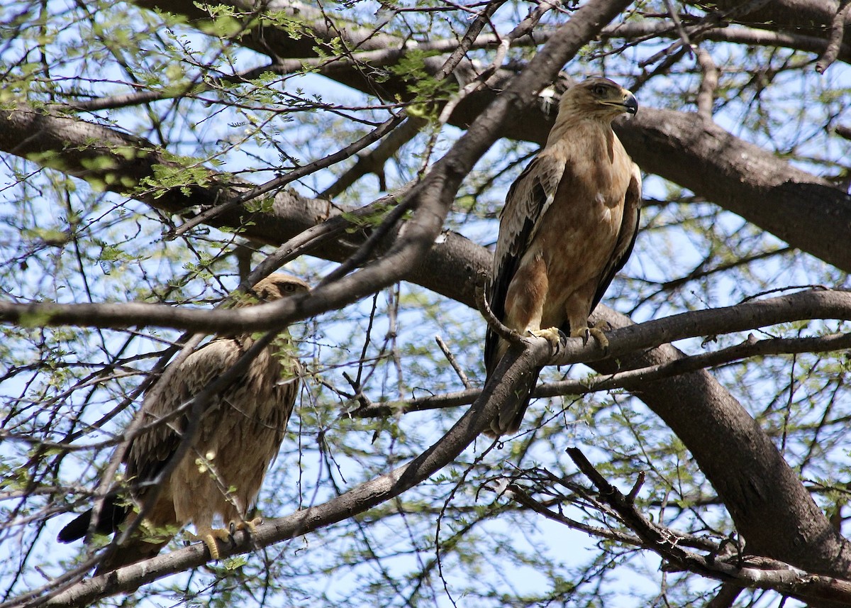 Tawny Eagle - ML611777624