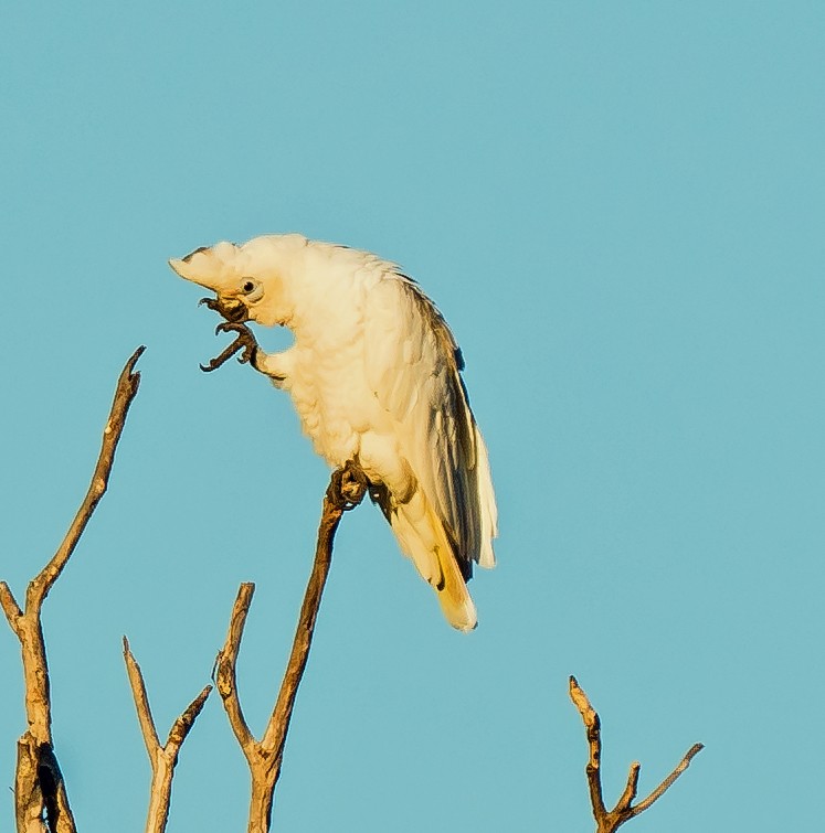 Little Corella - Russell Scott