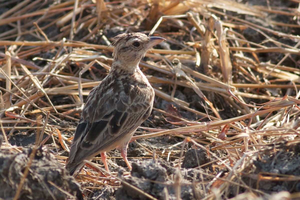 Tawny Lark - ML611777741