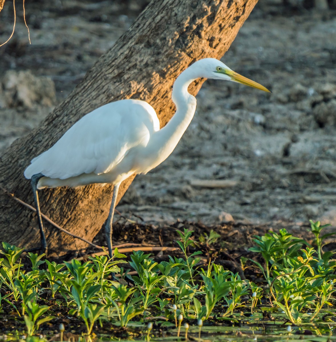 Great Egret - Russell Scott