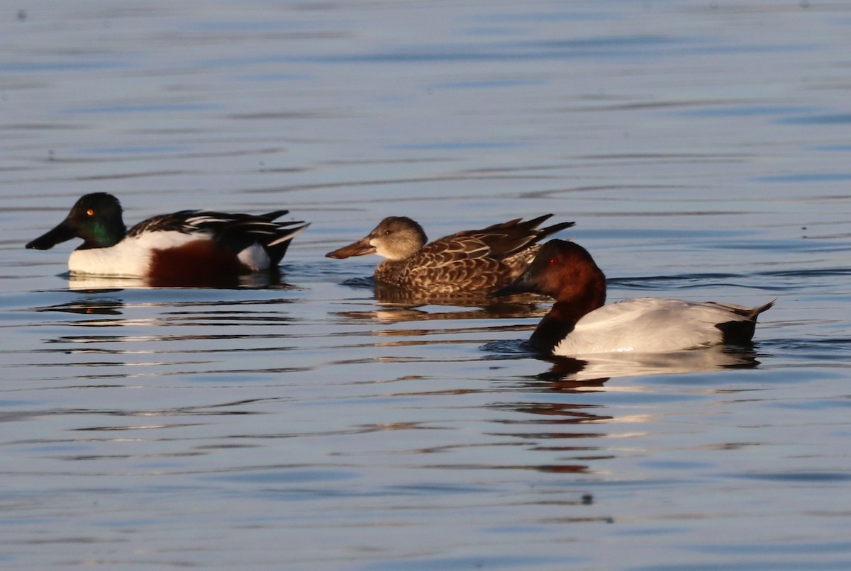 Canvasback - Chris Overington