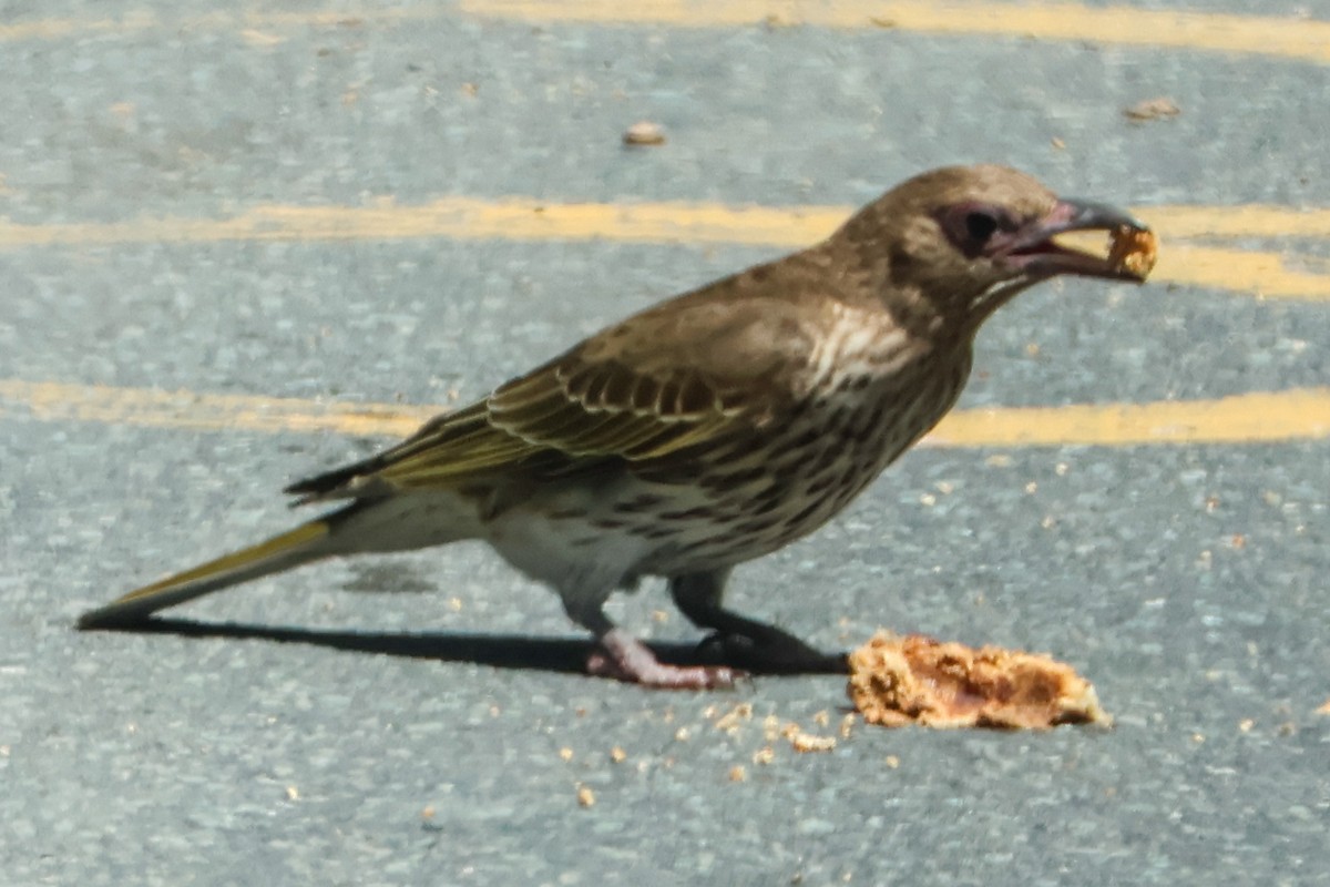 Australasian Figbird - ML611777873