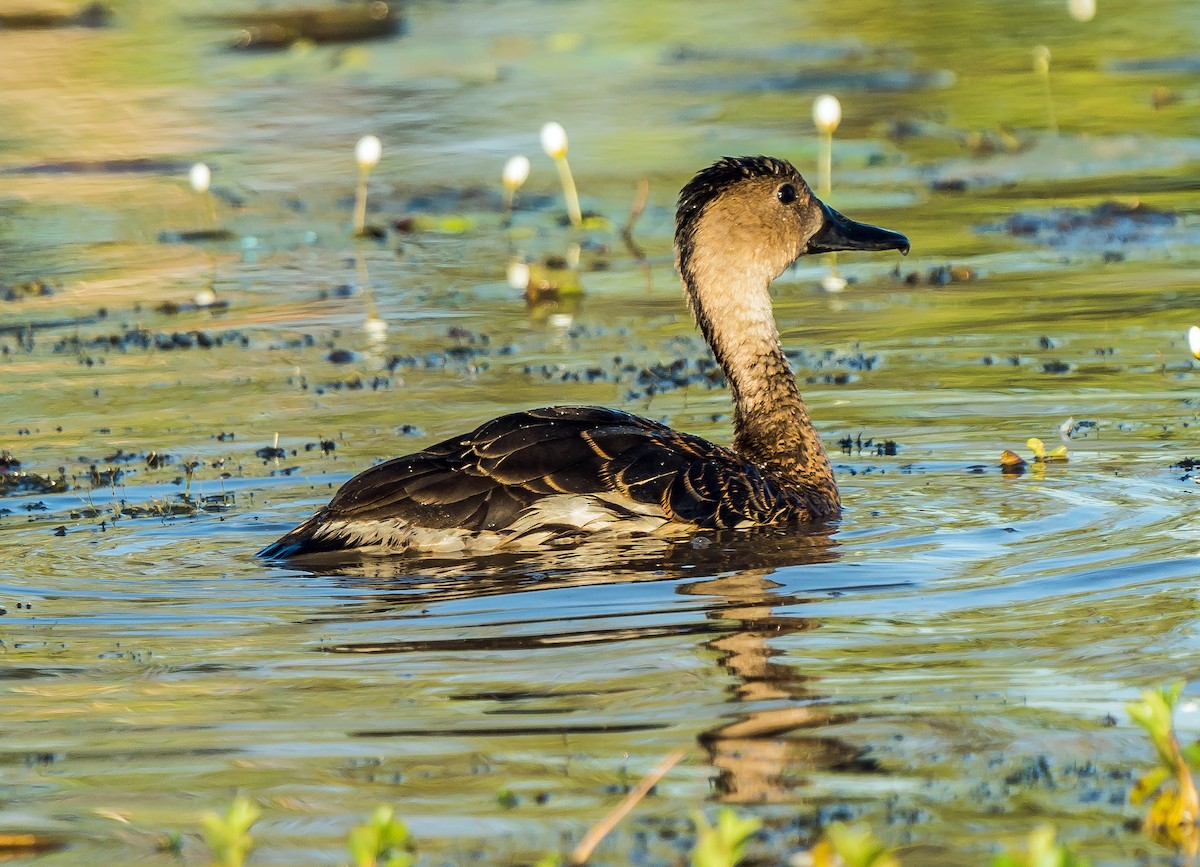 Wandering Whistling-Duck - Russell Scott