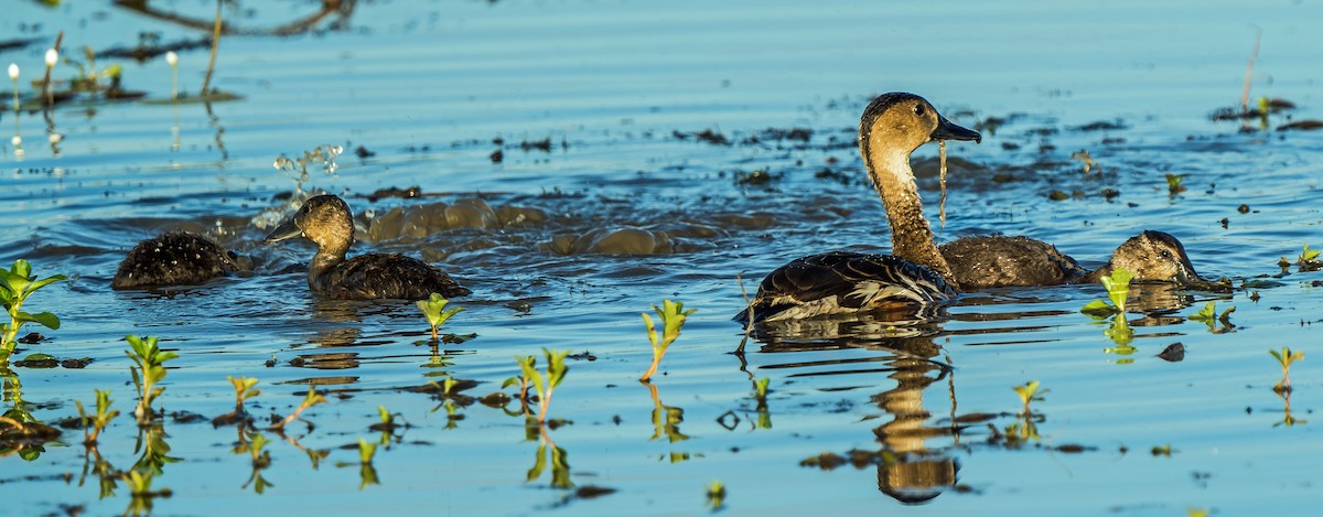 Wandering Whistling-Duck - Russell Scott