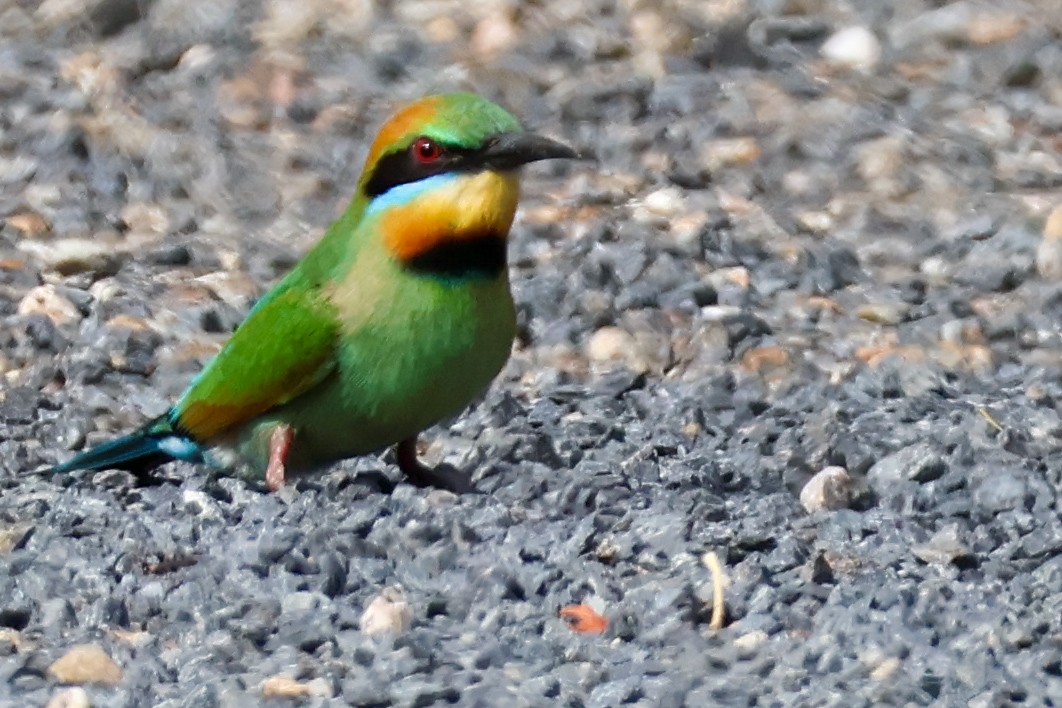 Rainbow Bee-eater - ML611777955