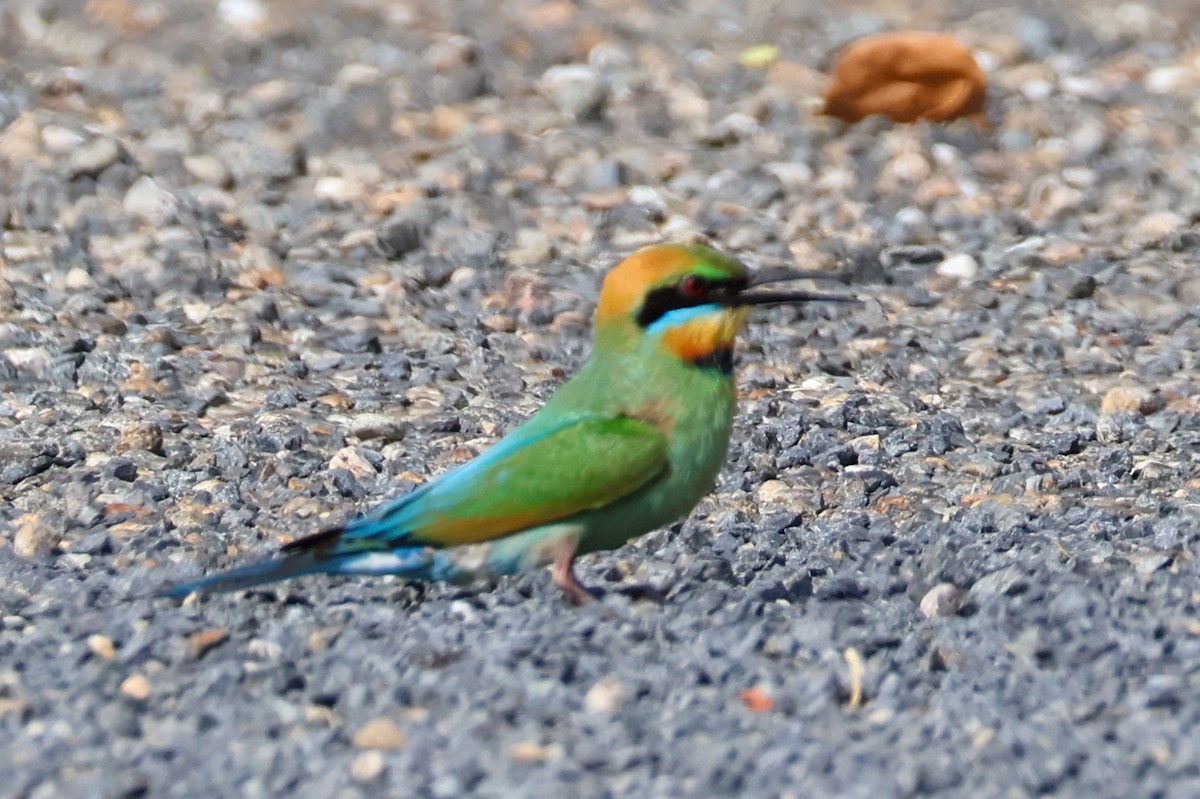 Rainbow Bee-eater - ML611777957