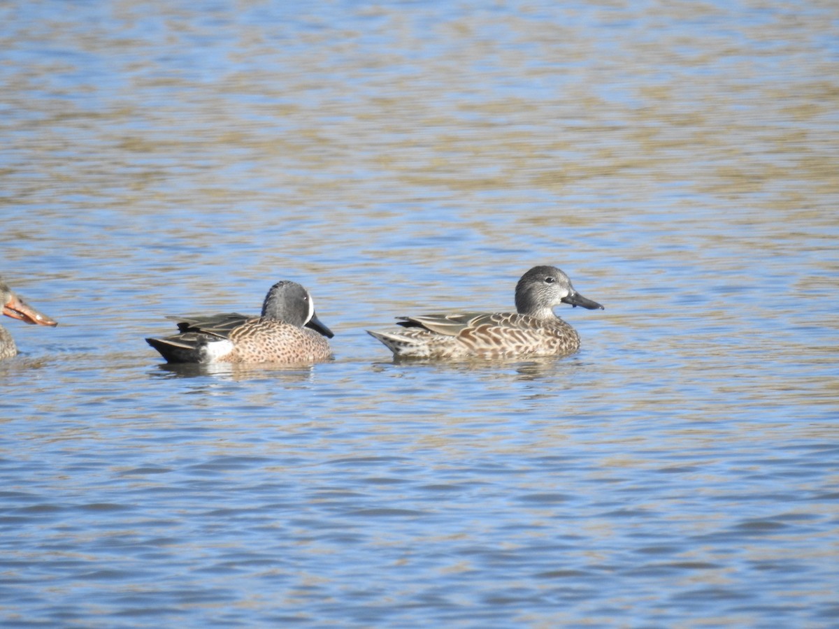 Blue-winged Teal - ML611777996