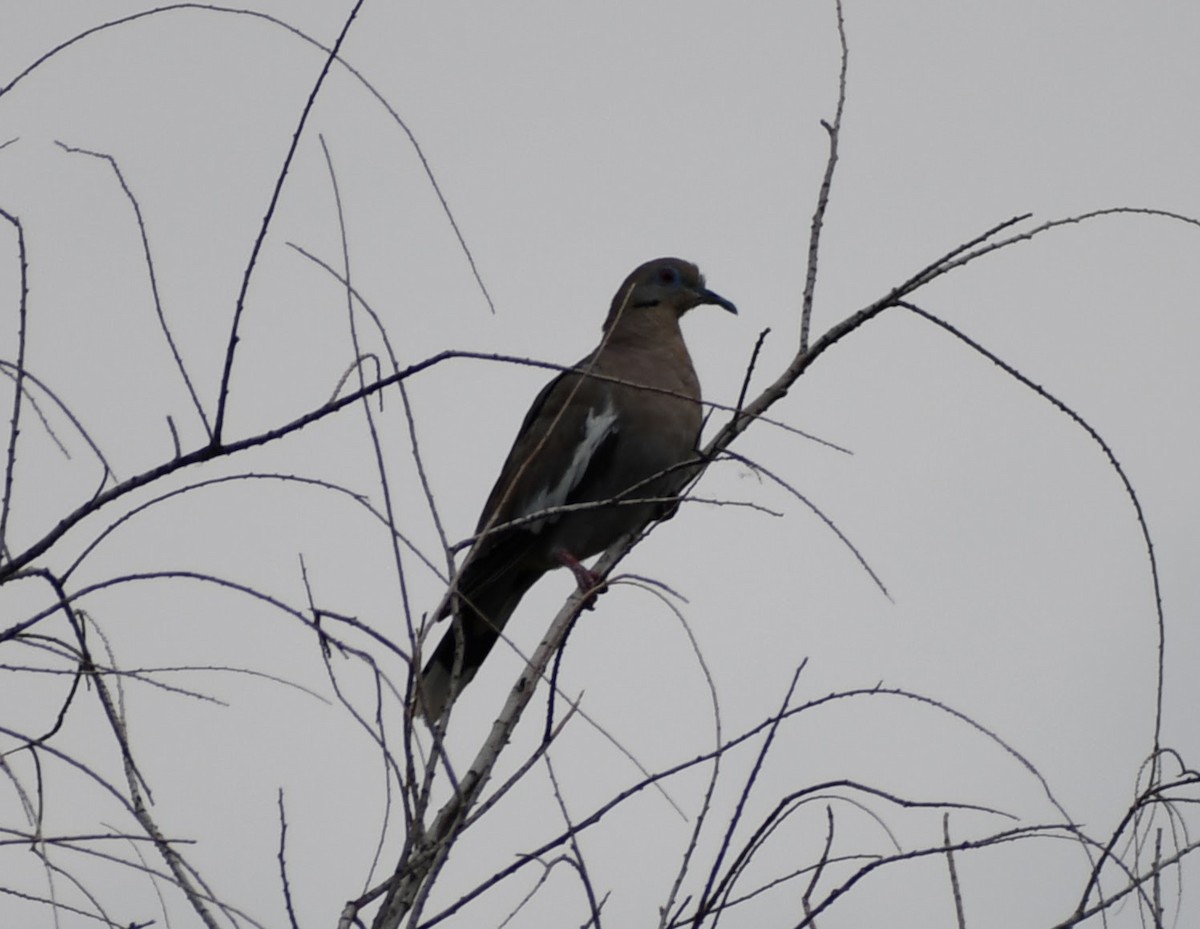 White-winged Dove - ML611778056