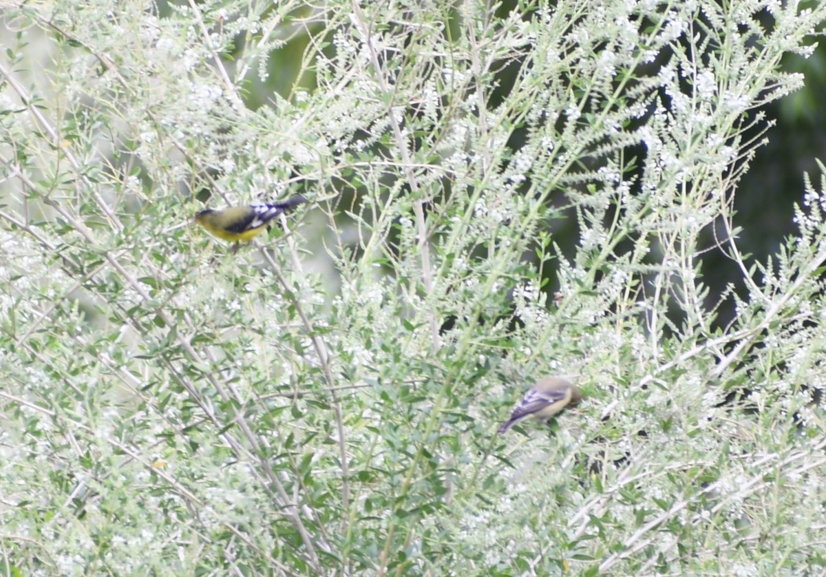 Lesser Goldfinch - ML611778068