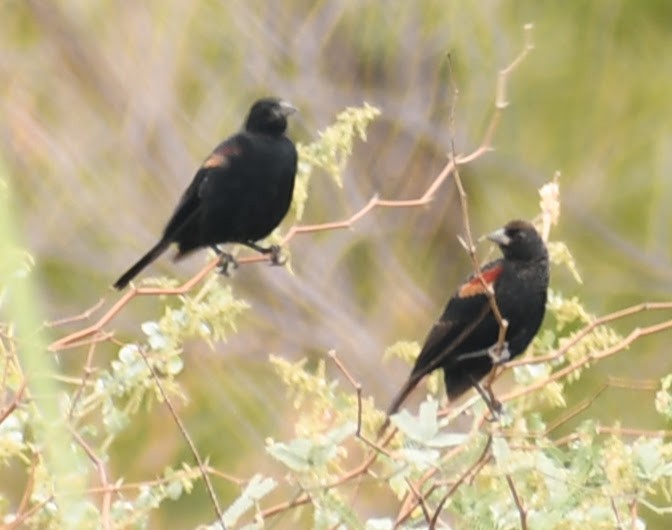 Red-winged Blackbird - ML611778070