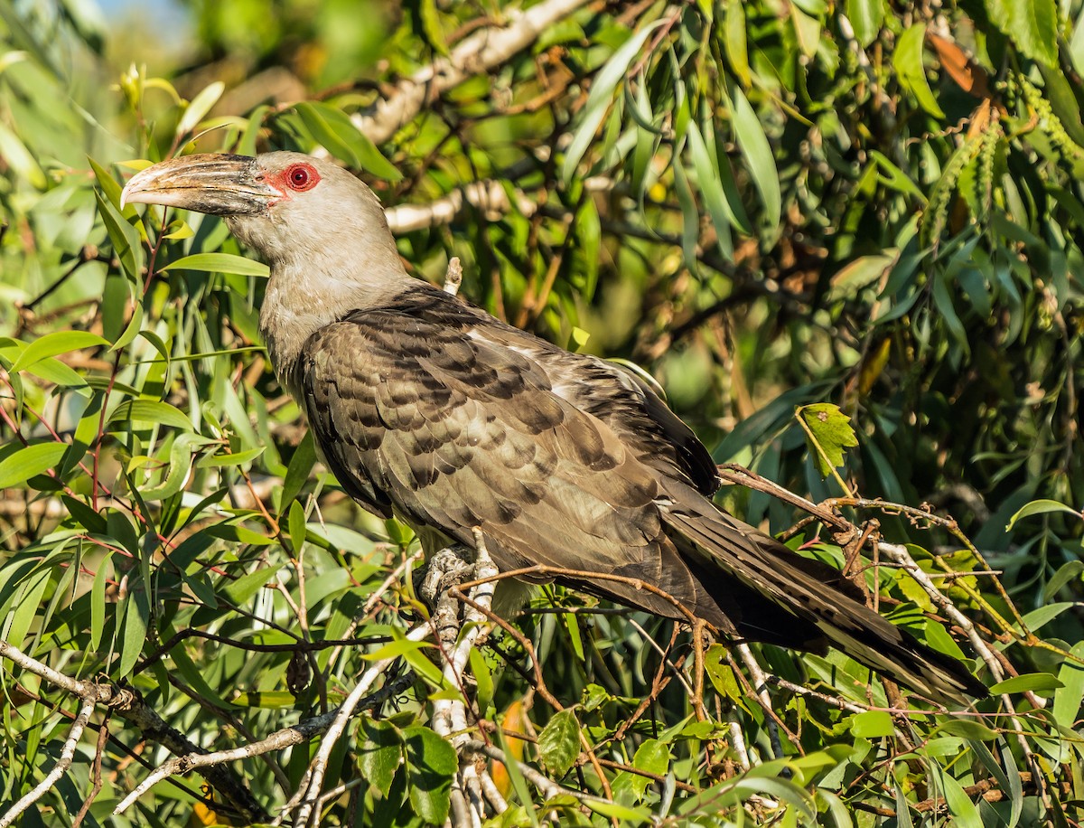 Channel-billed Cuckoo - ML611778073