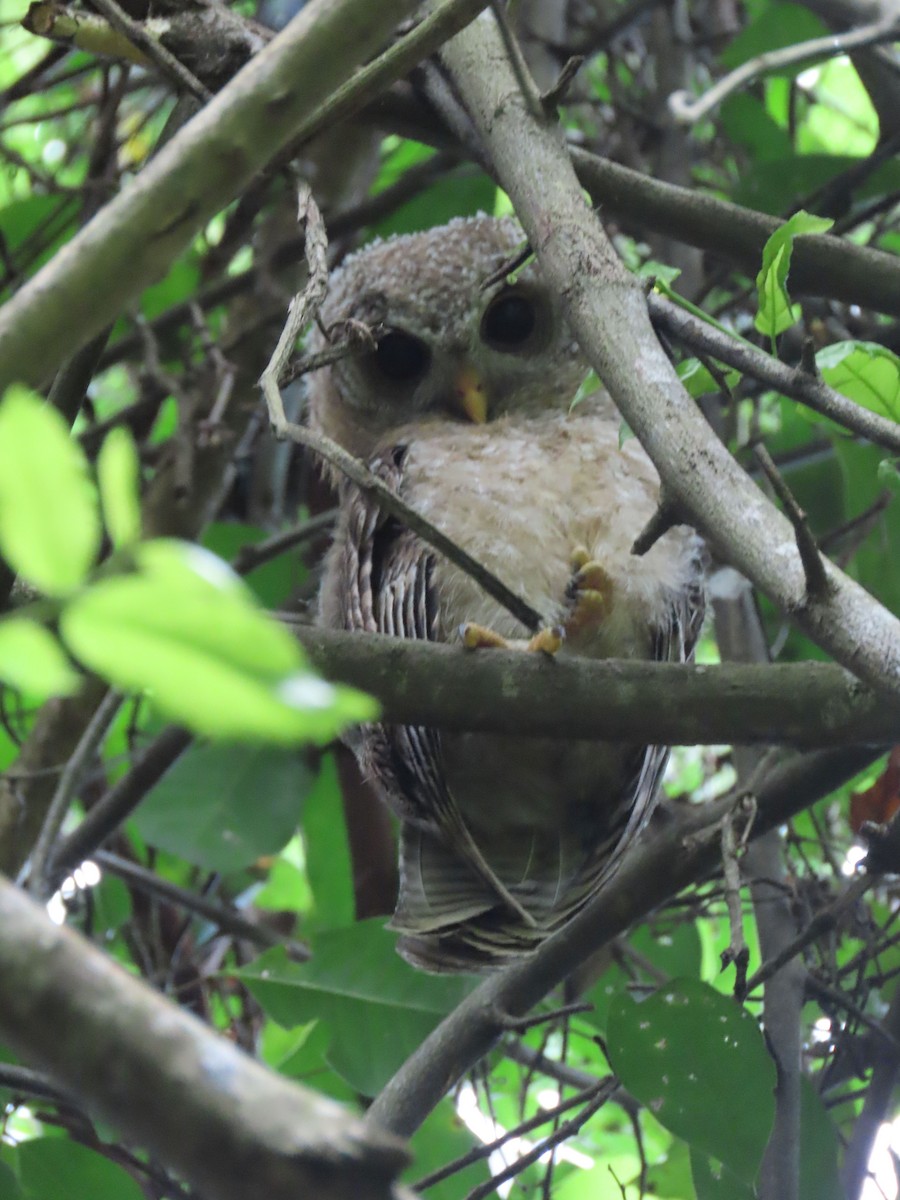African Wood-Owl - ML611778118