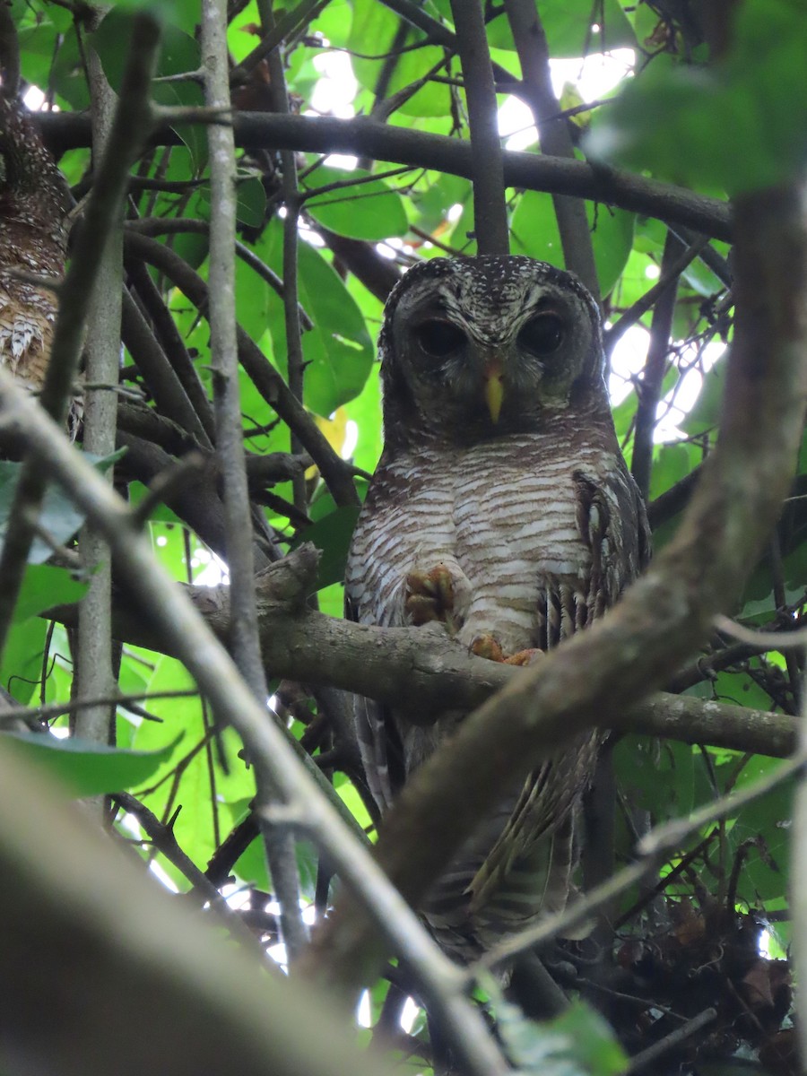 African Wood-Owl - ML611778119