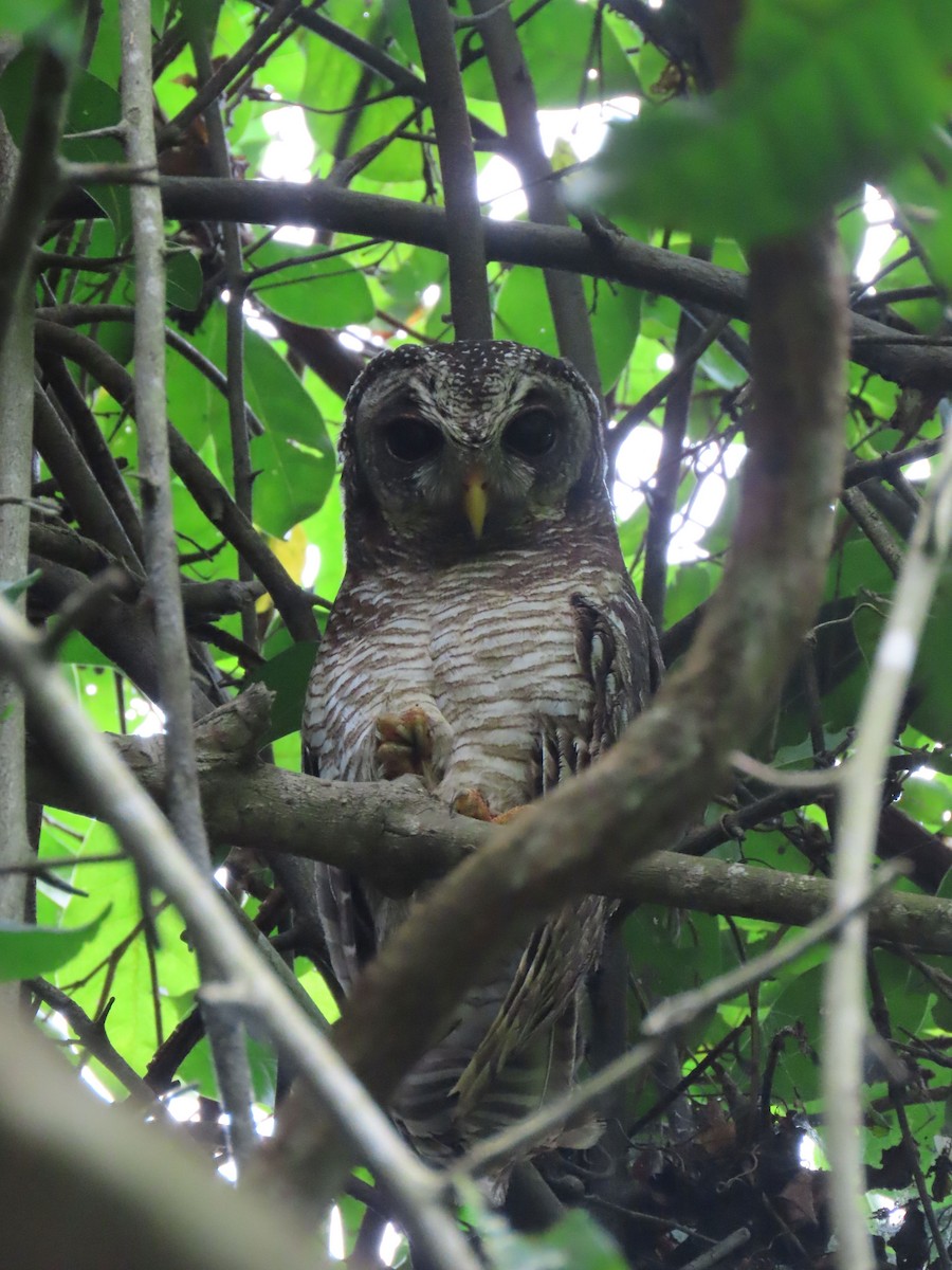 African Wood-Owl - ML611778120