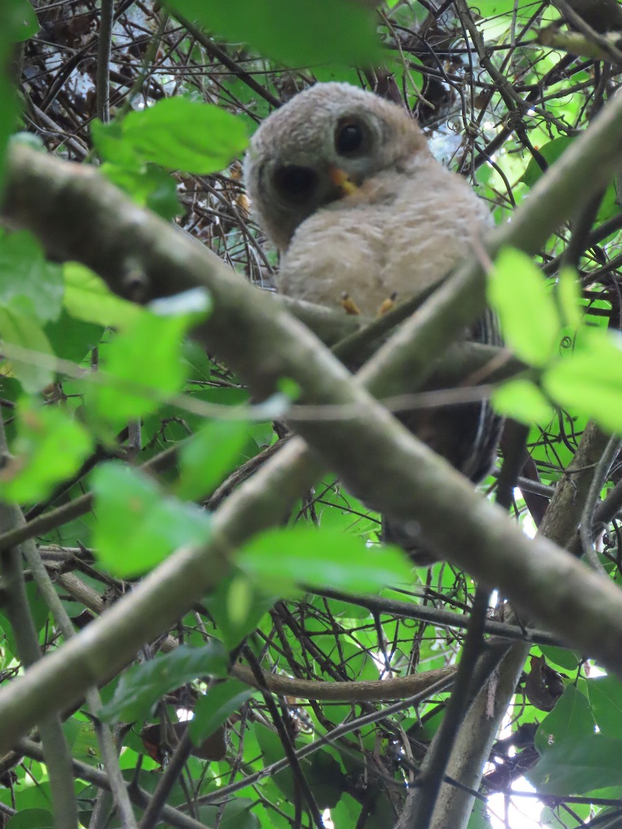 African Wood-Owl - ML611778121