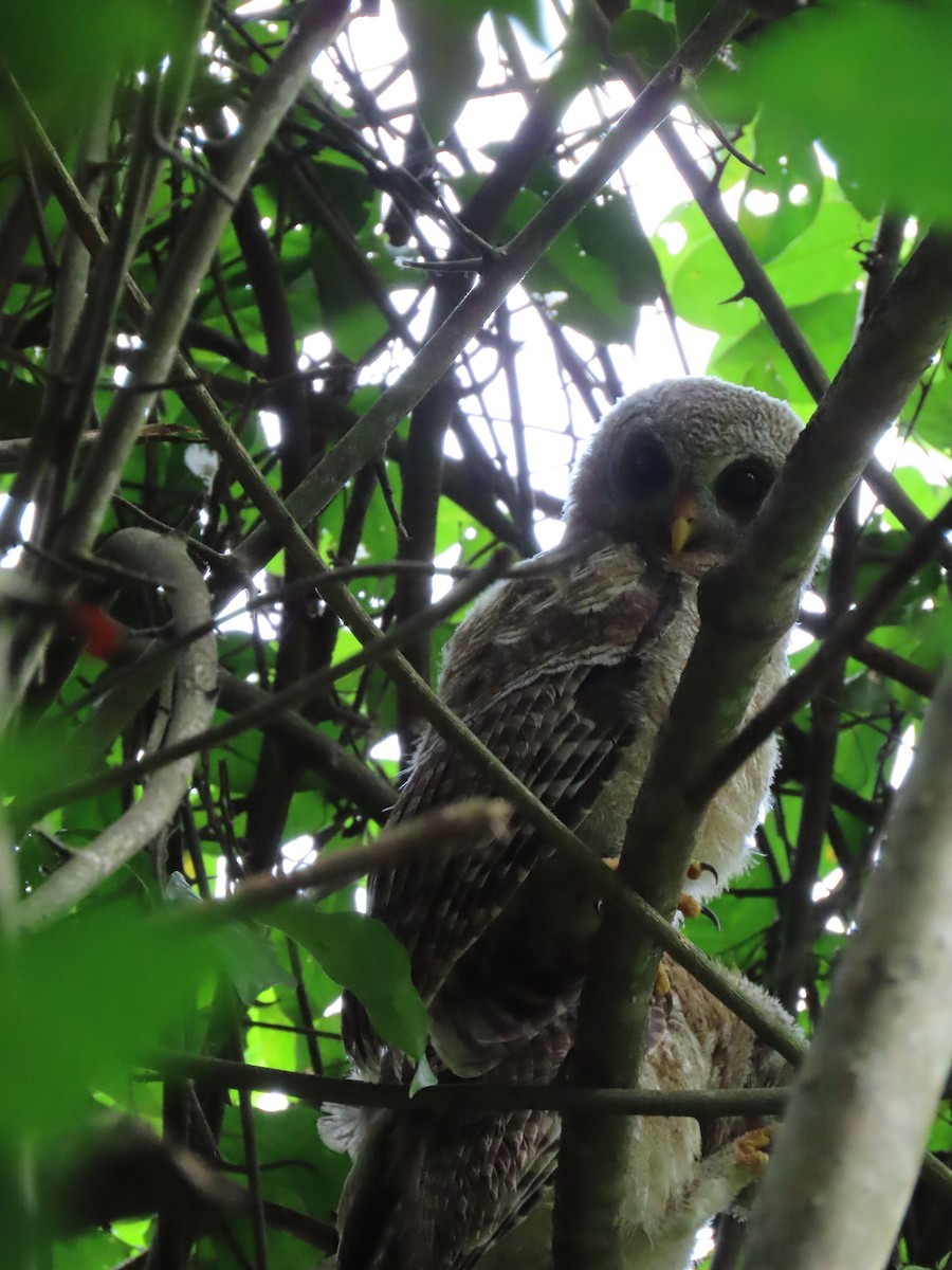 African Wood-Owl - ML611778123