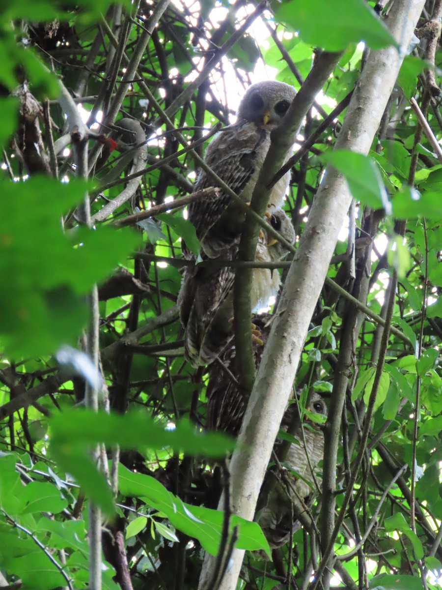 African Wood-Owl - ML611778124