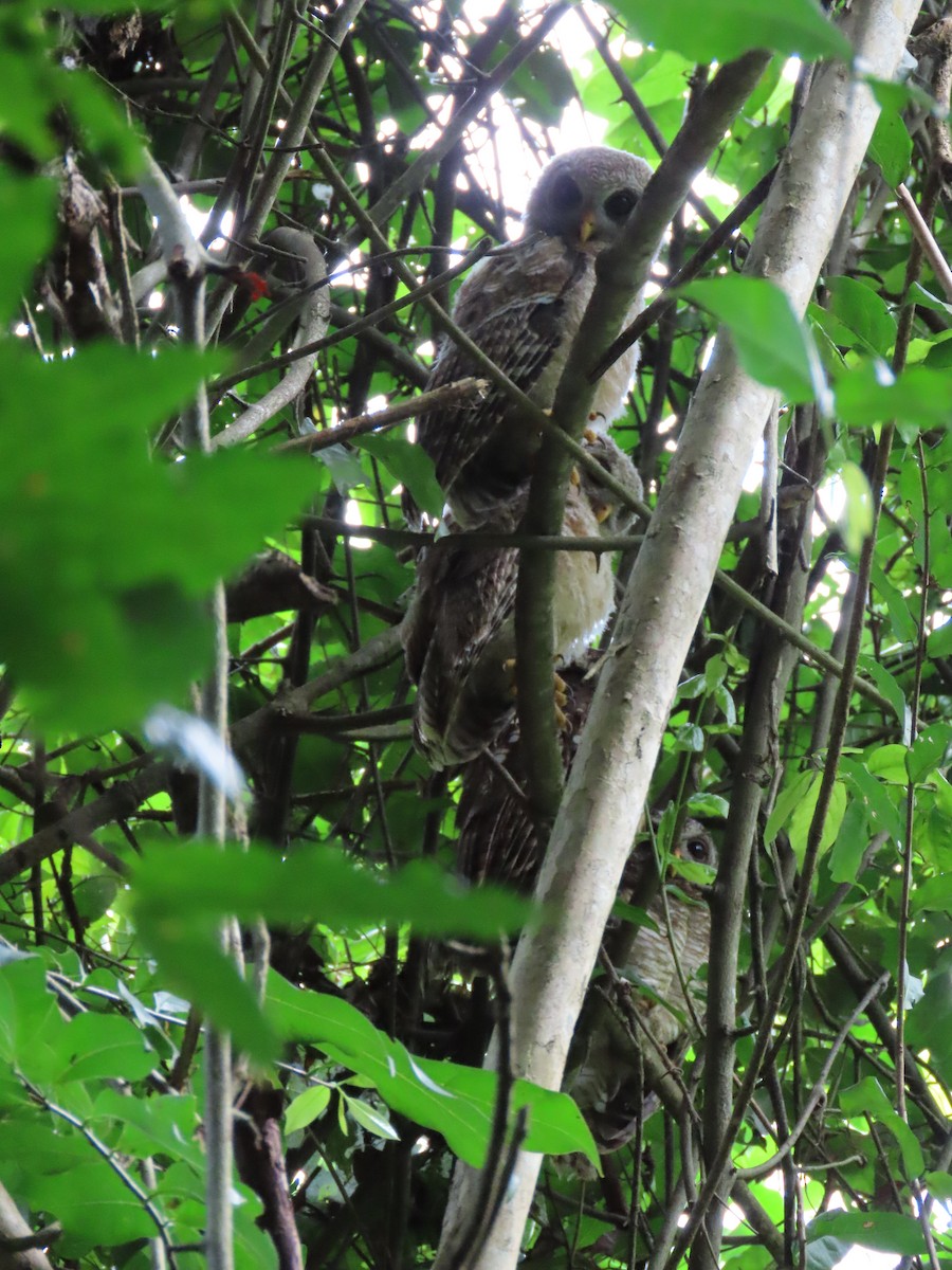 African Wood-Owl - ML611778125