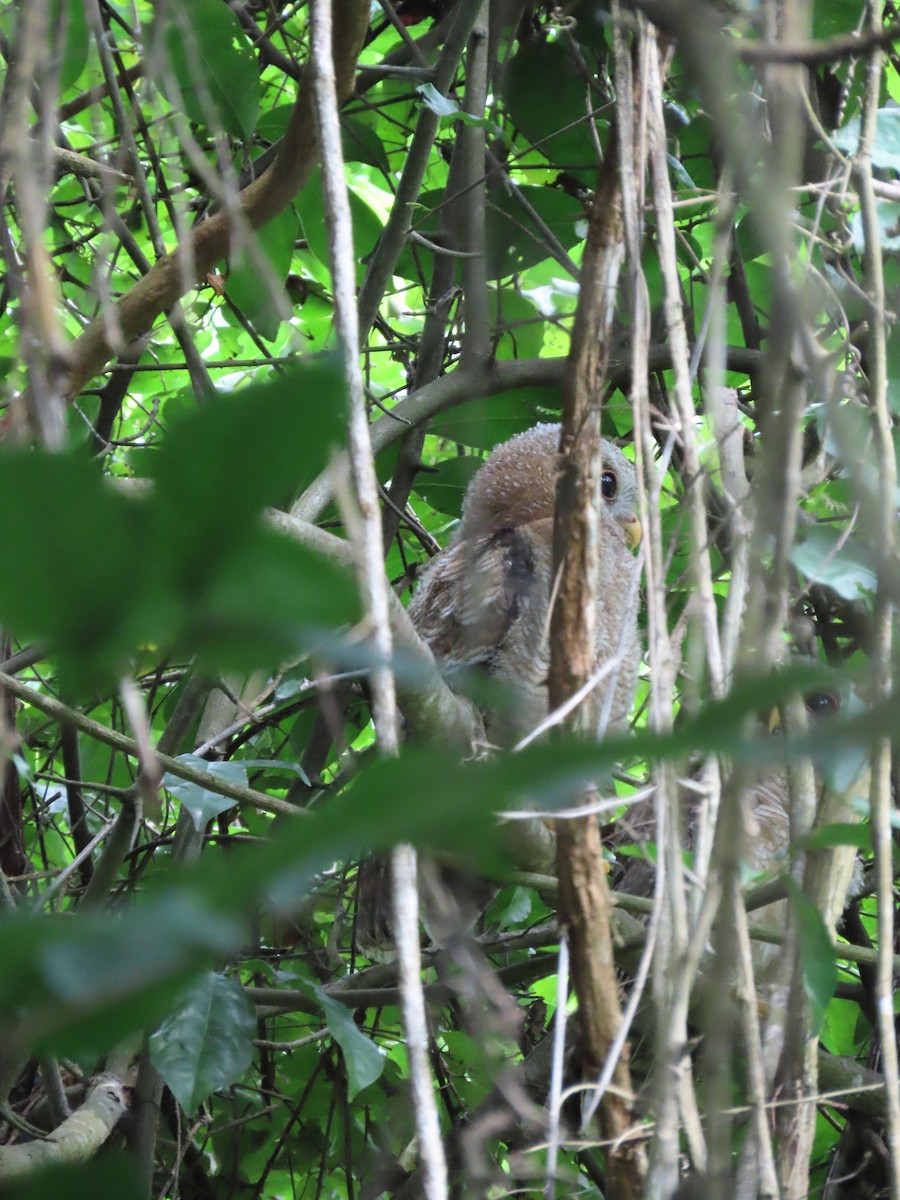 African Wood-Owl - ML611778127