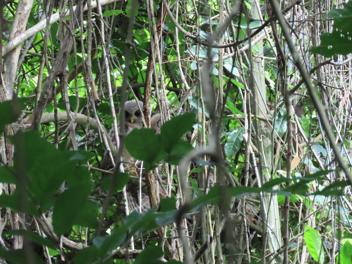 African Wood-Owl - ML611778129