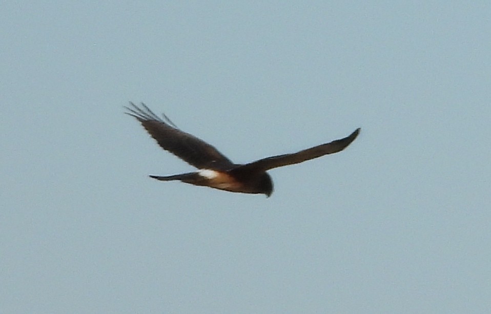 Northern Harrier - ML611778156