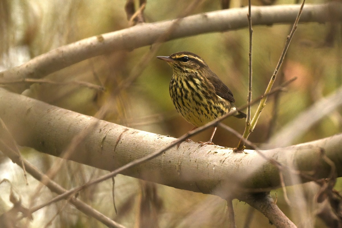 Northern Waterthrush - Jim Pawlicki