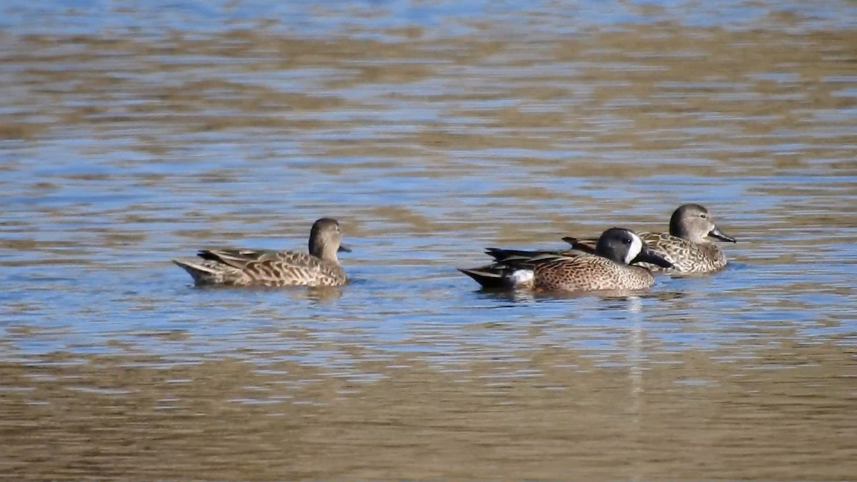 Blue-winged Teal - ML611778189
