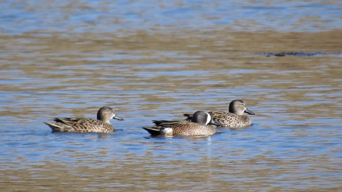 Blue-winged Teal - ML611778190