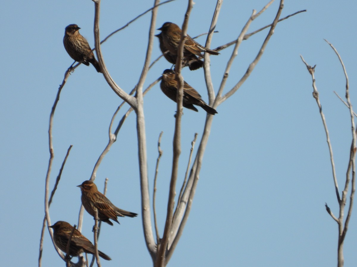 Red-winged Blackbird - ML611778209