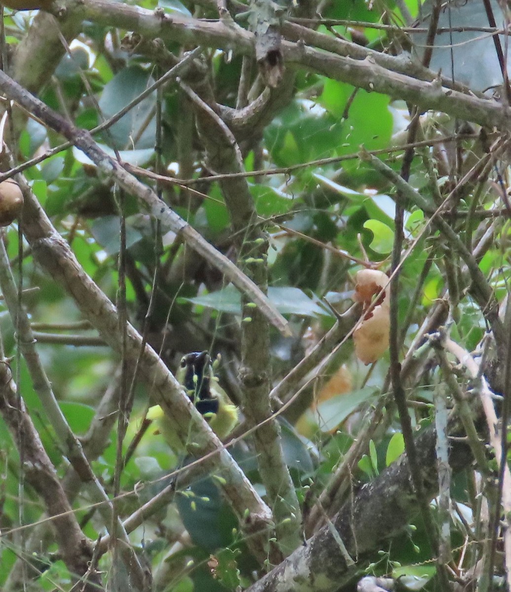 Plain-backed Sunbird - ML611778247