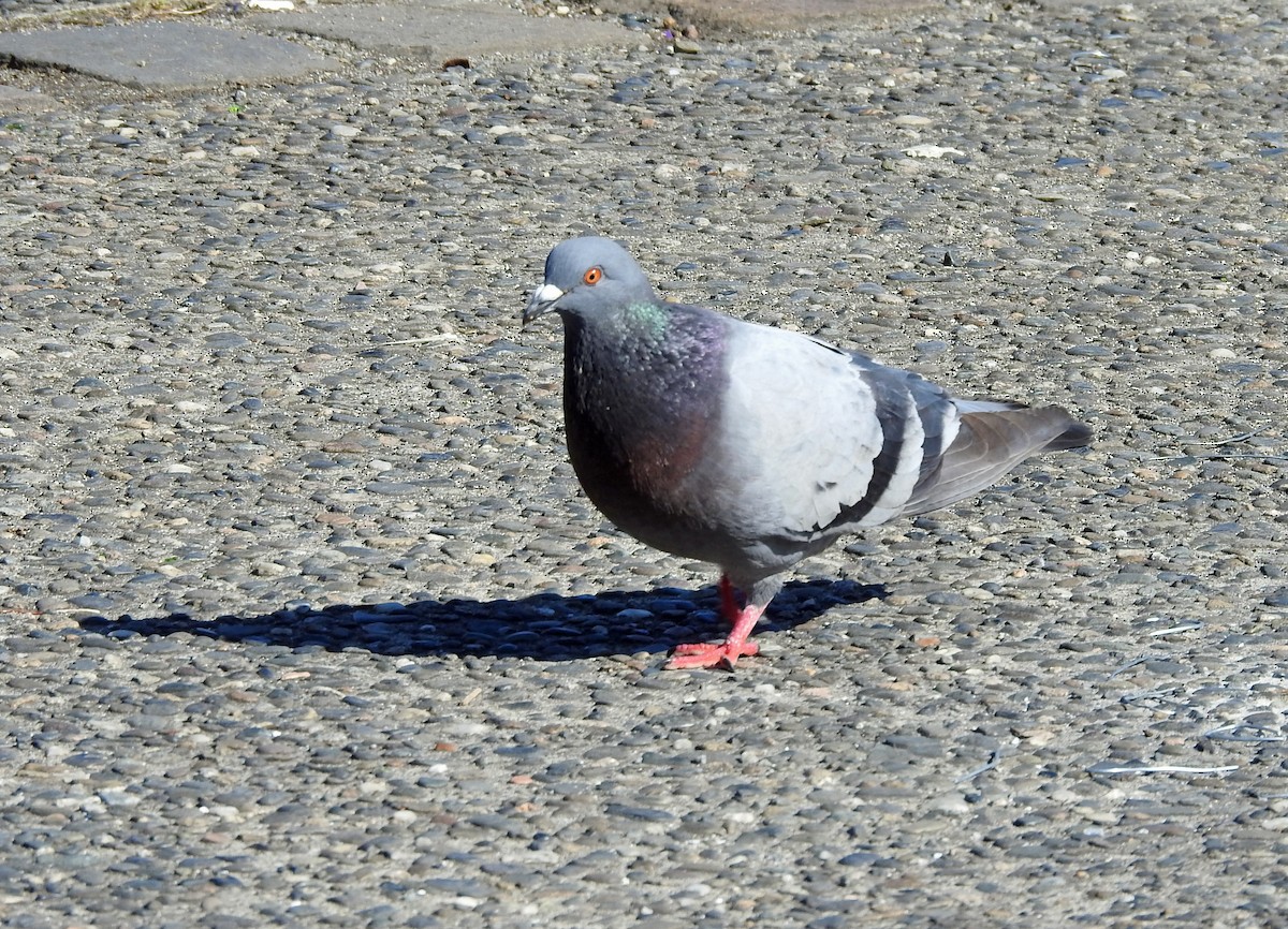 Rock Pigeon (Feral Pigeon) - ML611778262