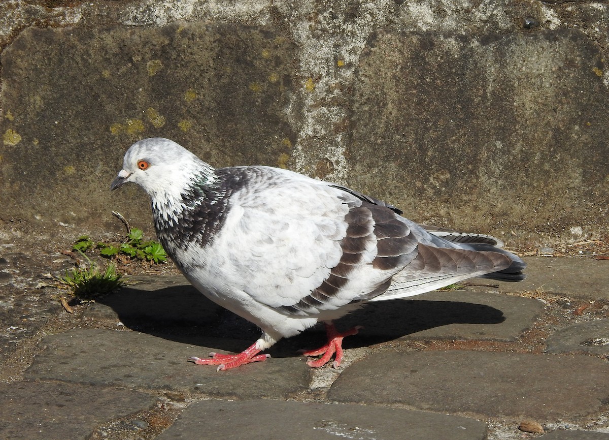 Rock Pigeon (Feral Pigeon) - ML611778263