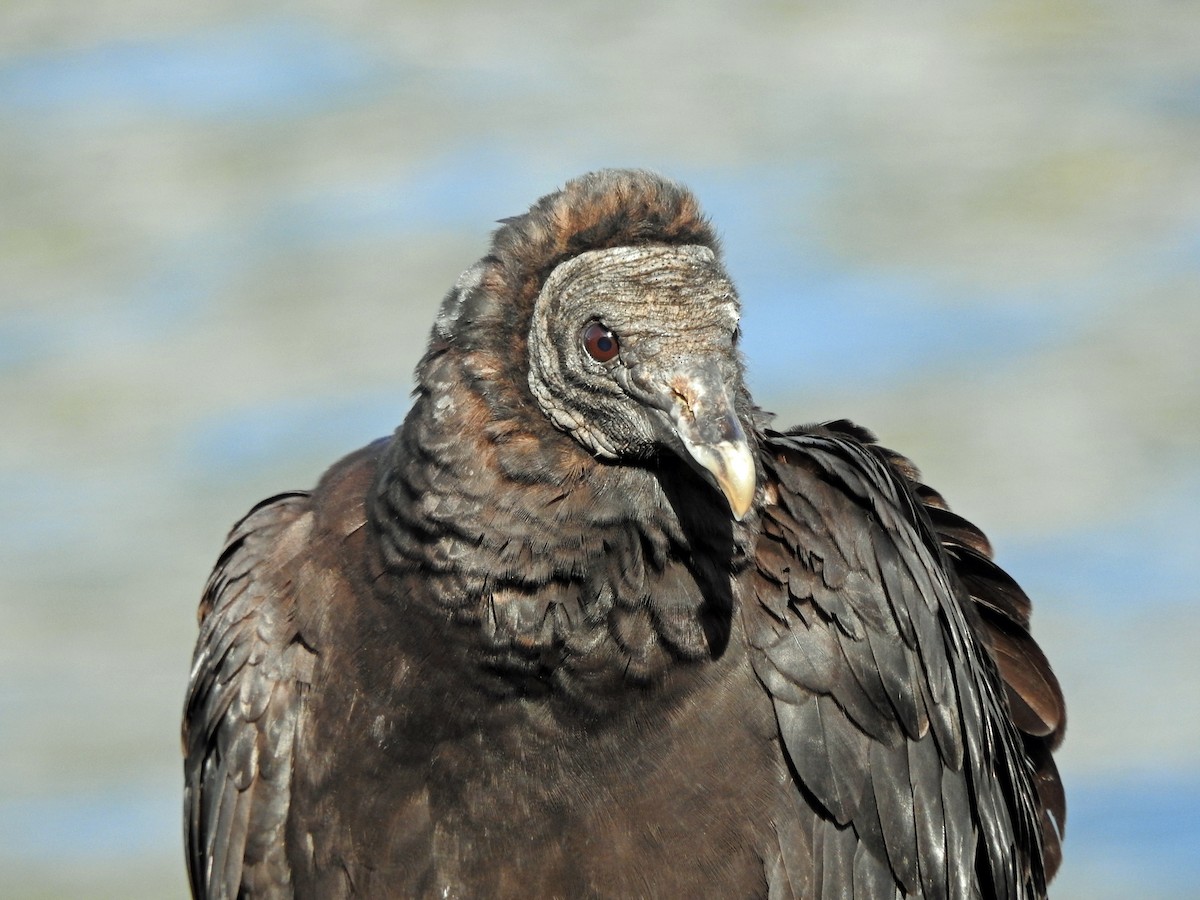 Black Vulture - ML611778289