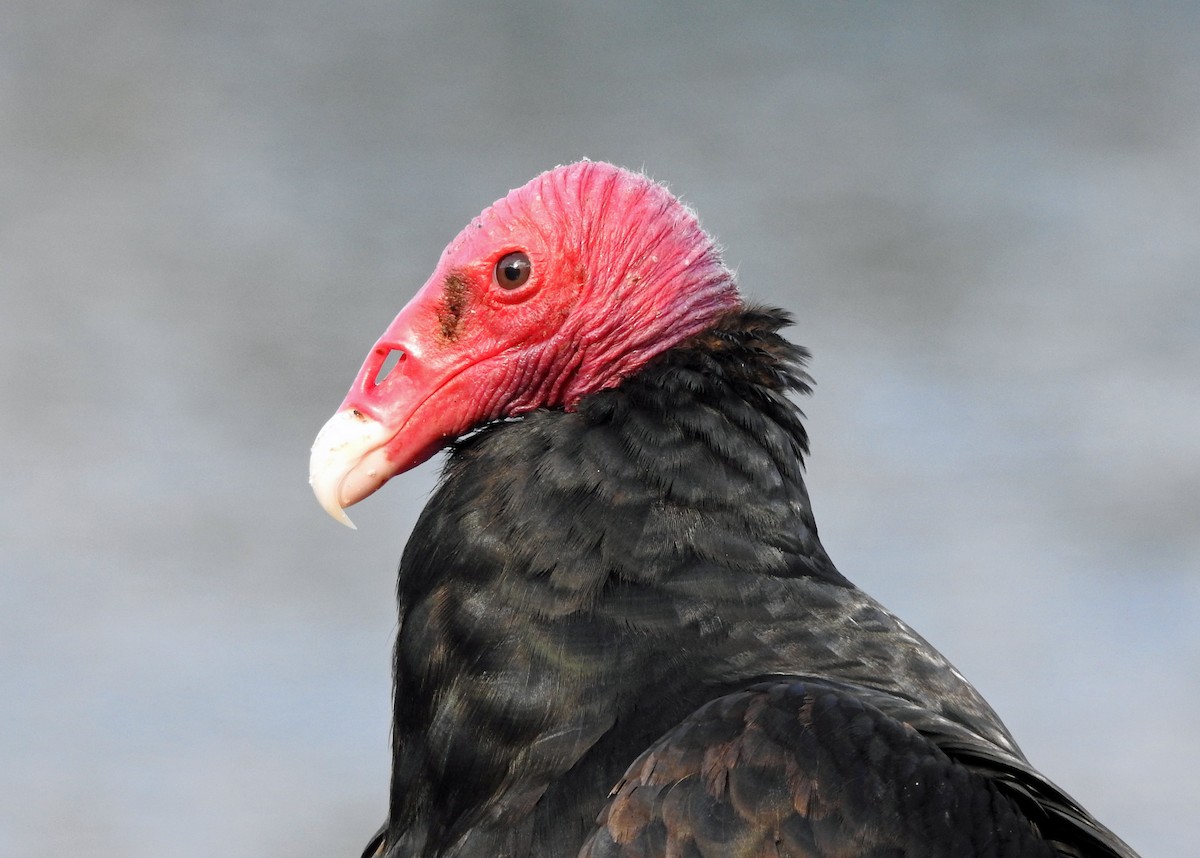 Turkey Vulture - ML611778296