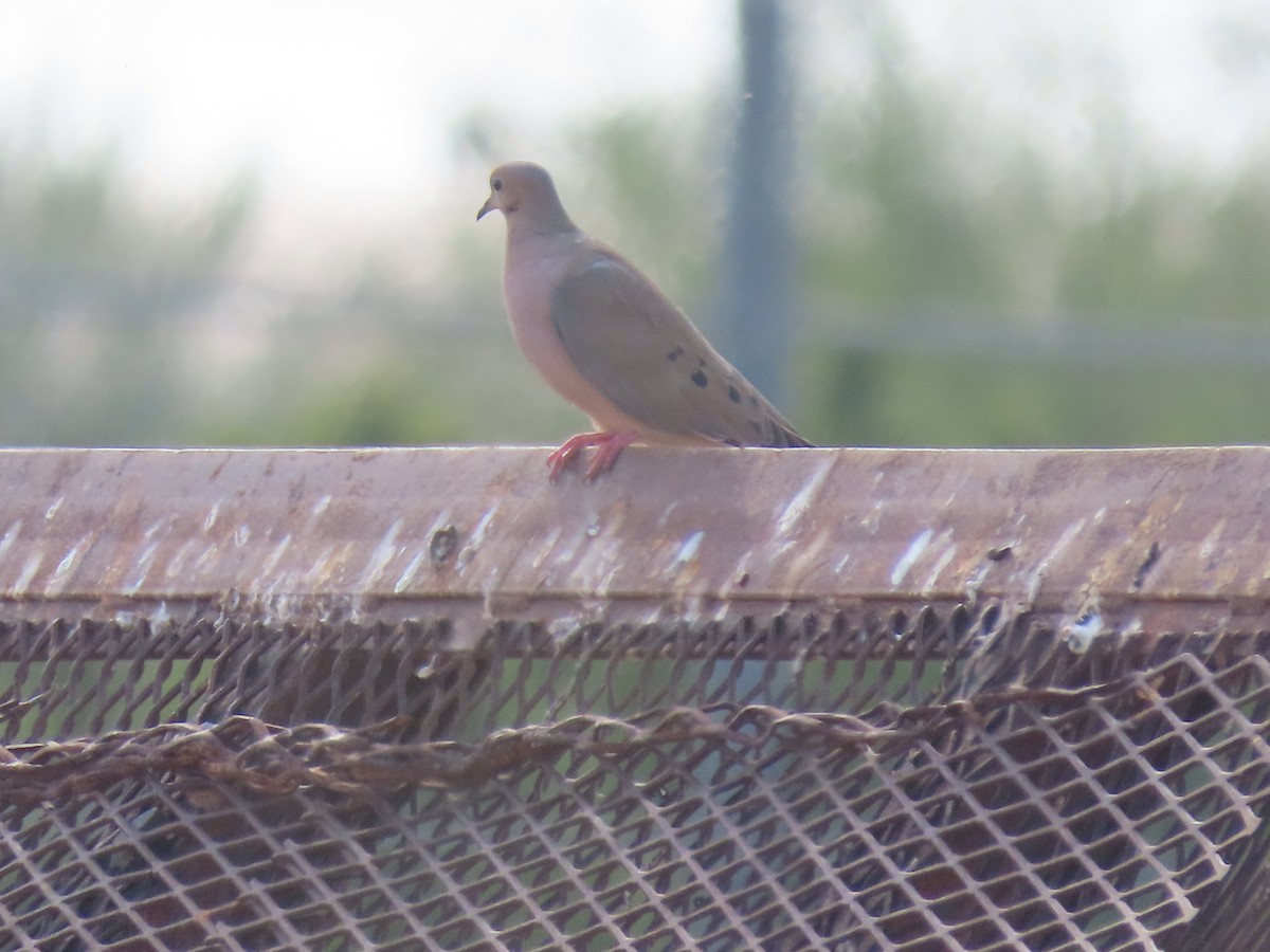 Mourning Dove - ML611778312