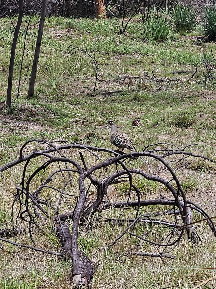 Common Bronzewing - Michael Nikulin