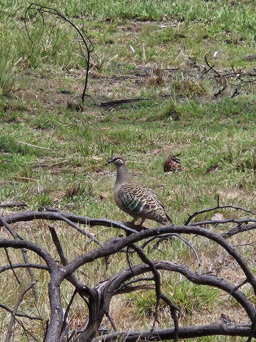 Common Bronzewing - ML611778366