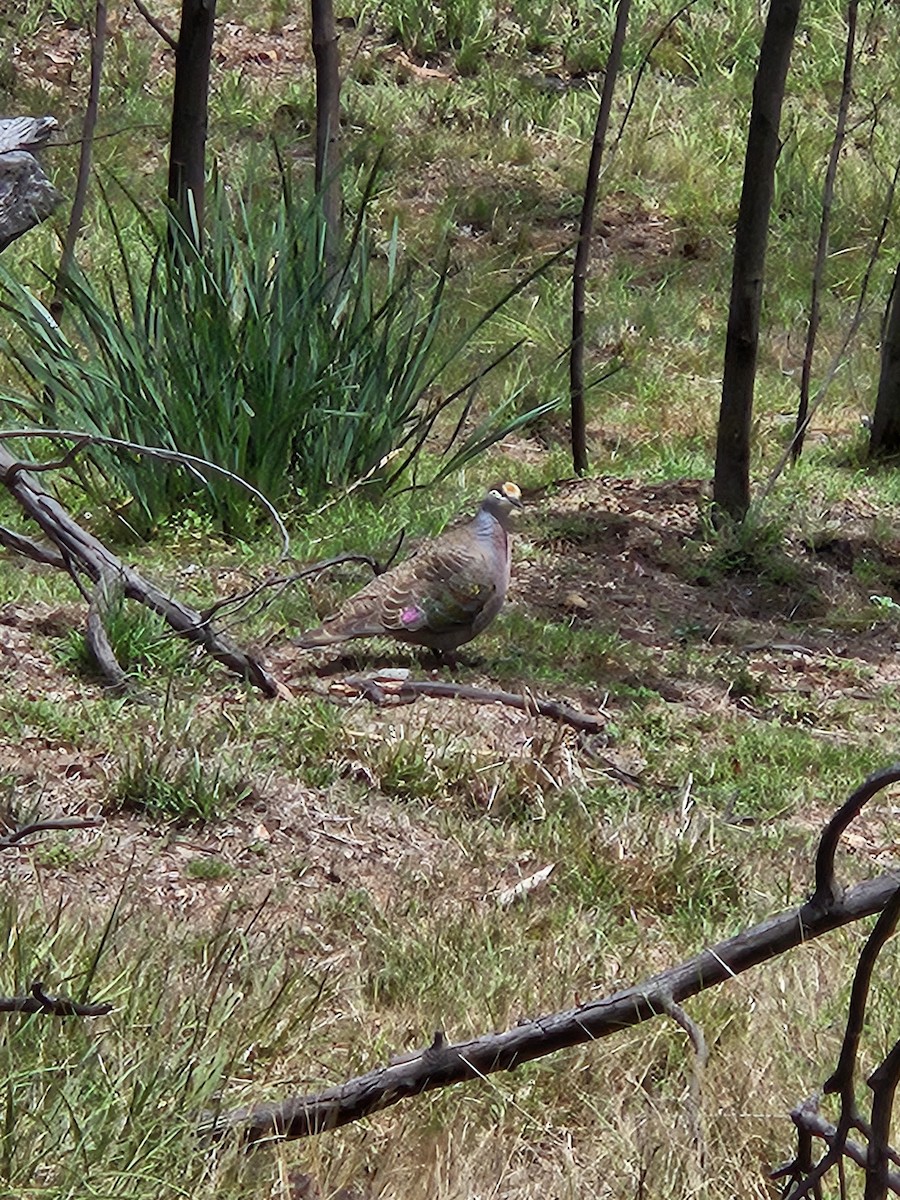 Common Bronzewing - ML611778369