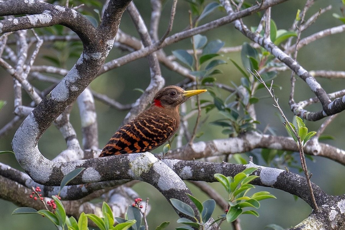 Bay Woodpecker - ML611778463